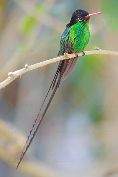 Red-billed Streamertail Picture @ Kiwifoto.com