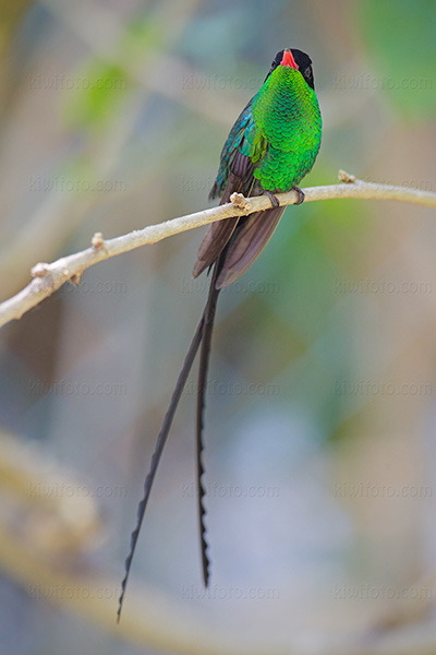 Red-billed Streamertail Image @ Kiwifoto.com