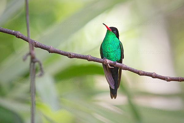 Red-billed Streamertail (juvenile male)