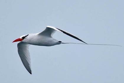 Red-billed Tropicbird Picture @ Kiwifoto.com