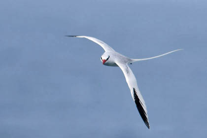 Red-billed Tropicbird Photo @ Kiwifoto.com