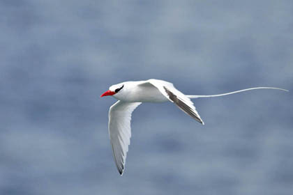 Red-billed Tropicbird Image @ Kiwifoto.com