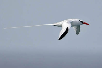 Red-billed Tropicbird Picture @ Kiwifoto.com