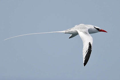 Red-billed Tropicbird Image @ Kiwifoto.com