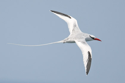 Red-billed Tropicbird Image @ Kiwifoto.com