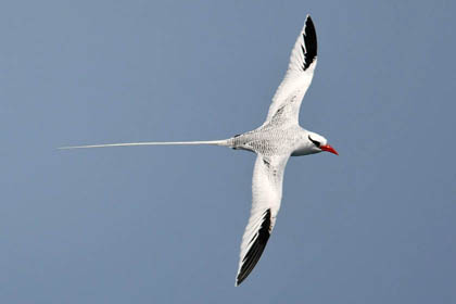 Red-billed Tropicbird Image @ Kiwifoto.com