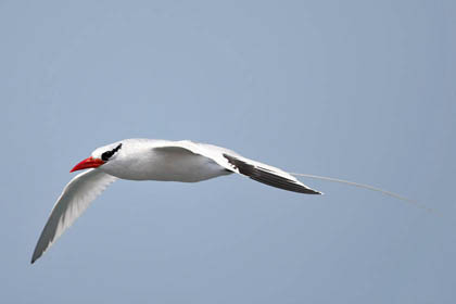 Red-billed Tropicbird Image @ Kiwifoto.com