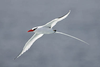 Red-billed Tropicbird