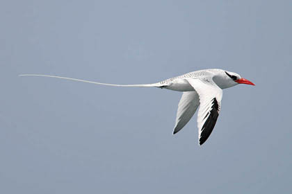 Red-billed Tropicbird Photo @ Kiwifoto.com