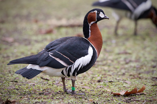 Red-breasted Goose Picture @ Kiwifoto.com