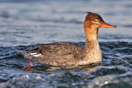 Red-breasted Merganser Photo @ Kiwifoto.com