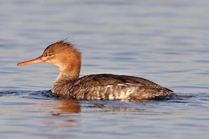Red-breasted Merganser Image @ Kiwifoto.com