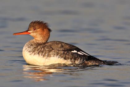 Red-breasted Merganser Photo @ Kiwifoto.com