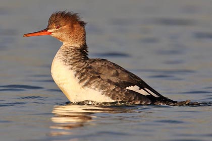 Red-breasted Merganser Photo @ Kiwifoto.com