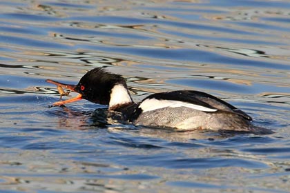 Red-breasted Merganser Photo @ Kiwifoto.com