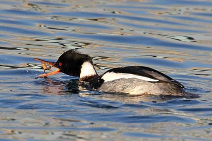 Red-breasted Merganser Picture @ Kiwifoto.com