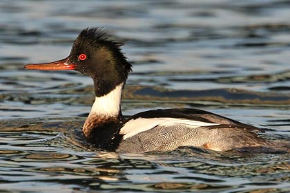 Red-breasted Merganser Picture @ Kiwifoto.com