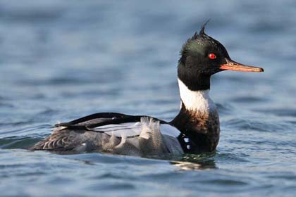 Red-breasted Merganser