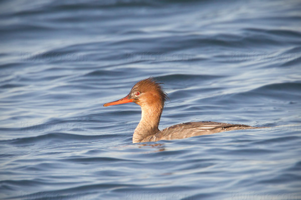 Red-breasted Merganser Photo @ Kiwifoto.com