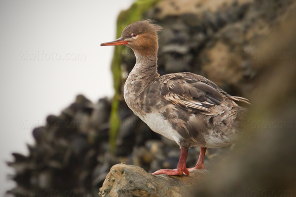 Red-breasted Merganser Image @ Kiwifoto.com