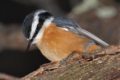 Red-breasted Nuthatch Image @ Kiwifoto.com
