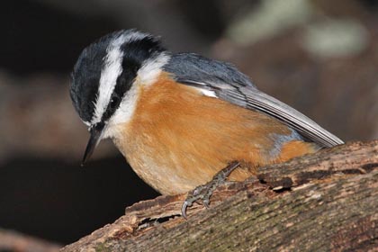 Red-breasted Nuthatch Photo @ Kiwifoto.com