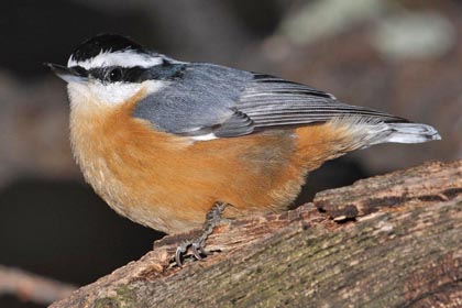 Red-breasted Nuthatch Image @ Kiwifoto.com