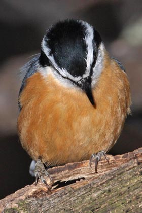 Red-breasted Nuthatch Picture @ Kiwifoto.com