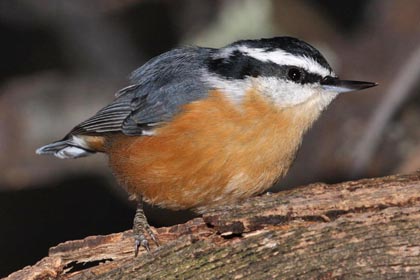 Red-breasted Nuthatch Picture @ Kiwifoto.com