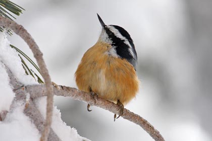 Red-breasted Nuthatch Image @ Kiwifoto.com