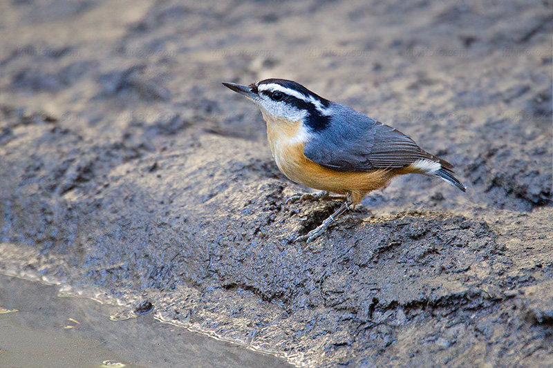 Red-breasted Nuthatch Photo @ Kiwifoto.com