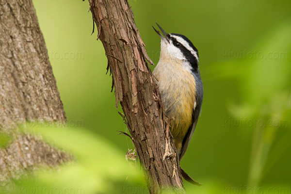 Red-breasted Nuthatch Photo @ Kiwifoto.com