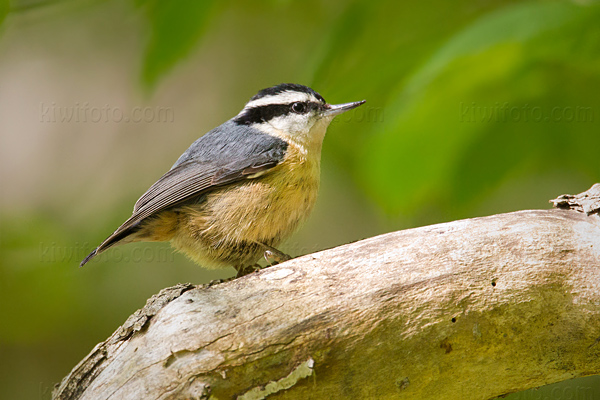 Red-breasted Nuthatch Image @ Kiwifoto.com