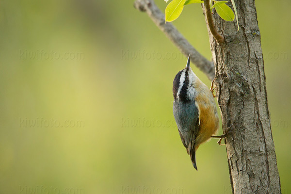 Red-breasted Nuthatch Photo @ Kiwifoto.com