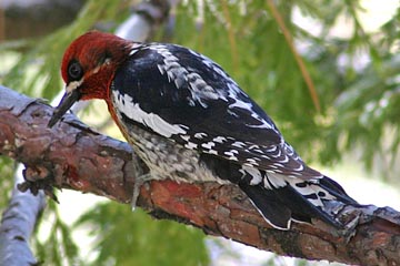 Red-breasted Sapsucker