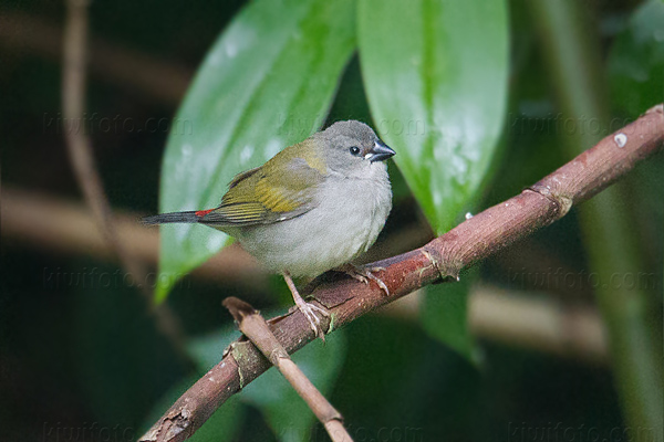 Red-browed Finch (female)