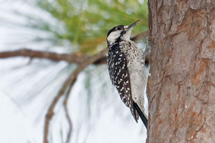 Red-cockaded Woodpecker Photo @ Kiwifoto.com