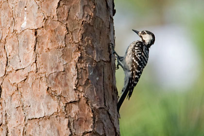 Red-cockaded Woodpecker Picture @ Kiwifoto.com