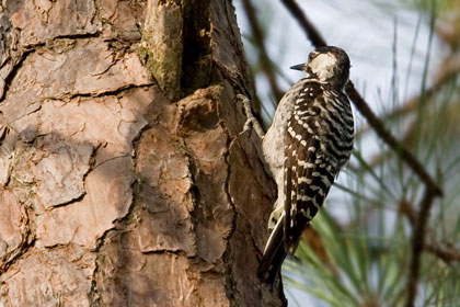 Red-cockaded Woodpecker Photo @ Kiwifoto.com
