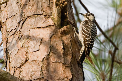 Red-cockaded Woodpecker Photo @ Kiwifoto.com