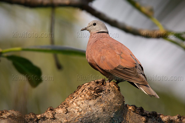 Red-collared-Dove Image @ Kiwifoto.com