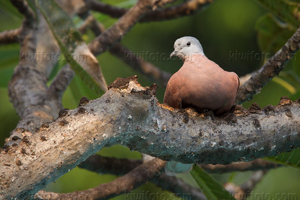 Red-collared-Dove Image @ Kiwifoto.com