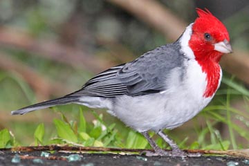 Red-crested Cardinal