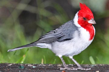 Red-crested Cardinal Picture @ Kiwifoto.com