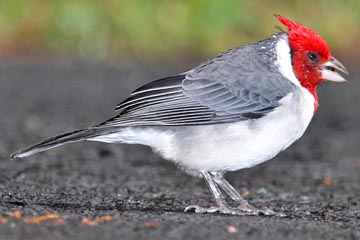 Red-crested Cardinal Image @ Kiwifoto.com