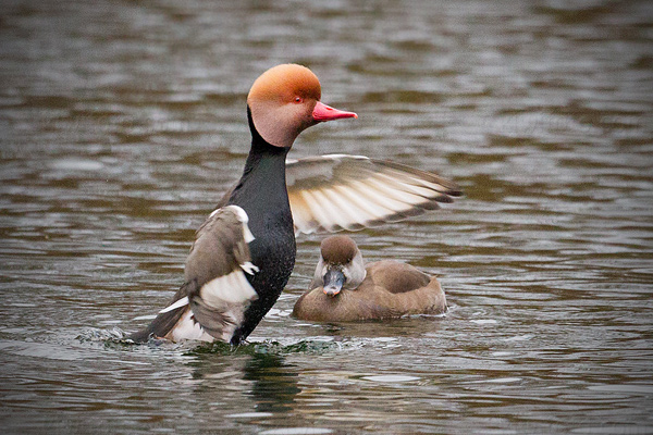 Red-crested Pochard Image @ Kiwifoto.com