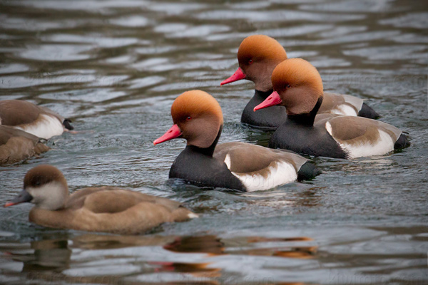 Red-crested Pochard Picture @ Kiwifoto.com