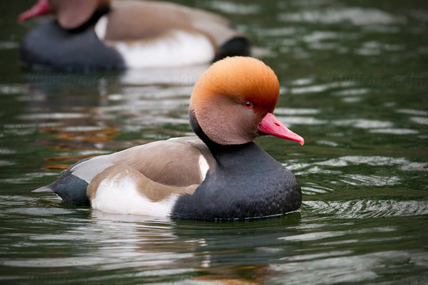 Red-crested Pochard Image @ Kiwifoto.com