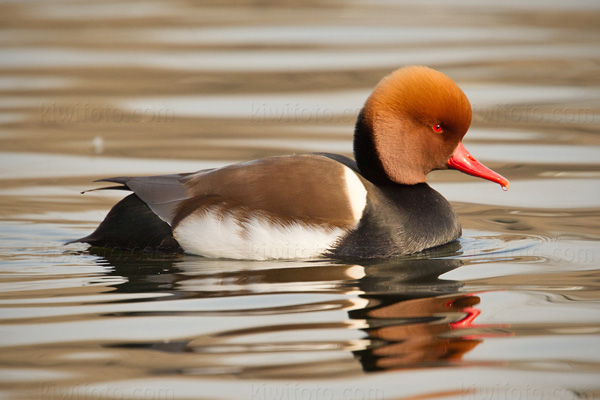 Red-crested Pochard