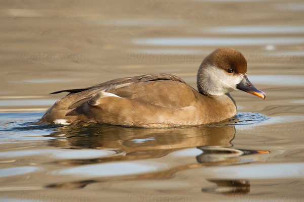 Red-crested Pochard (female)